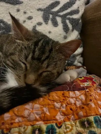 cats for sale, View more