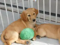 Beautiful CKC Golden Retriever Puppies