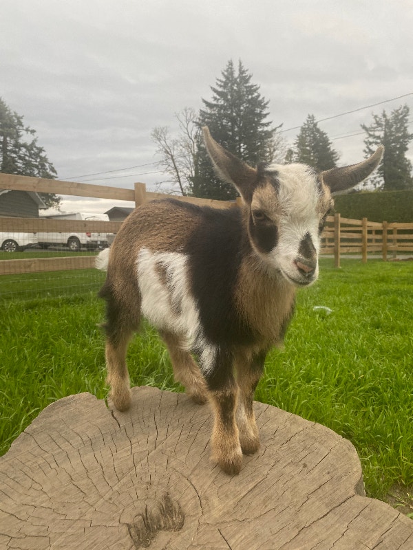 Nigerian dwarf buckling Livestock Chilliwack Kijiji