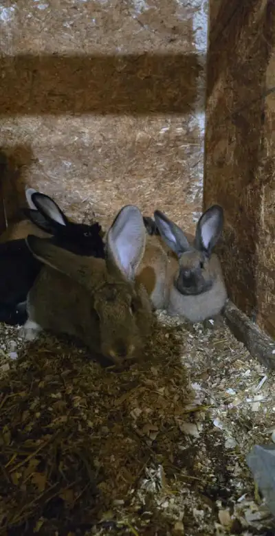 Lapin geant des Flandre Male 25$ Femelle 50$ 3mois et 4mois