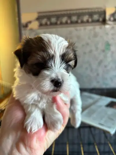 Shorkie & Malshih yorkies Are Now Here, View more