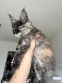 EuroMaine Coon(polydactyl, 2 months, male, vaccinated,pedigree) 