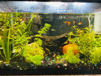 5 gallon fish tank :- water filter Water heater Gravel Decor