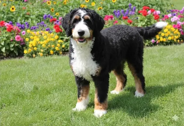 F1B Mini Bernadoodle puppies in Dogs & Puppies for Rehoming in Oakville / Halton Region - Image 11