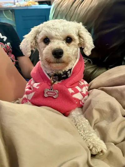 Havanese/Bichon Frise to rehome , View more