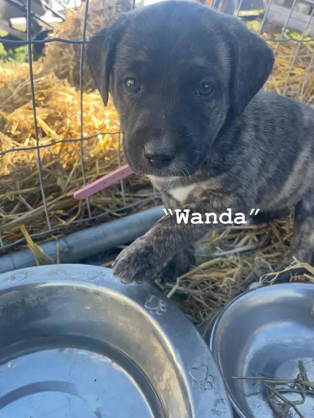 Affectionate Pitbull x Bernadoodle puppies in Dogs & Puppies for Rehoming in Edmonton - Image 4