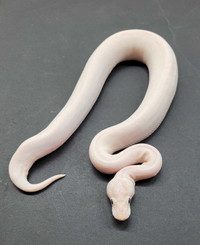 Male Ivory Ball Python 