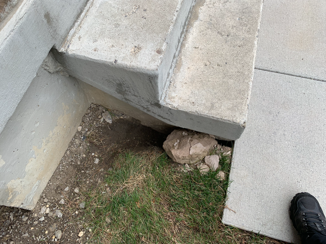 Affordable Raccoon Removal Mississauga in Other in Mississauga / Peel Region - Image 11