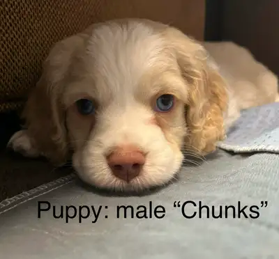 Cotralian Puppies (only 1 left!), View more