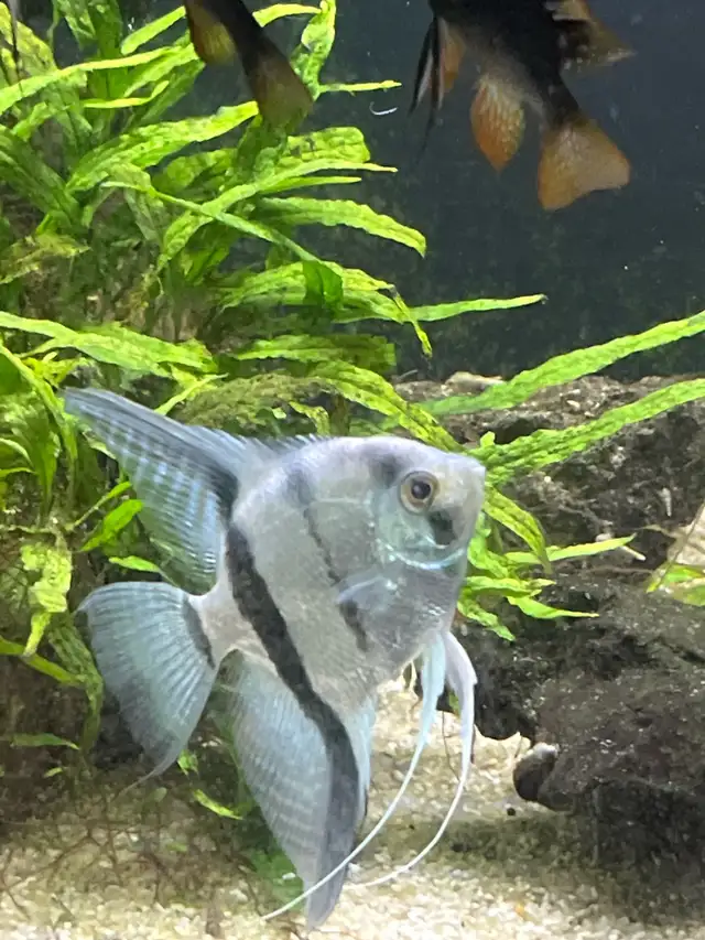Pinoy blue angel fish in Fish for Rehoming in Hamilton - Image 7