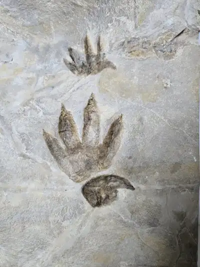 Authentic Rare Fossil Collection – Museum-Quality Specimens, View more