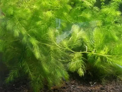 Hornwort (Ceratophyllum demersum) - is a submerged water plant known for its many benefits. Its thic...