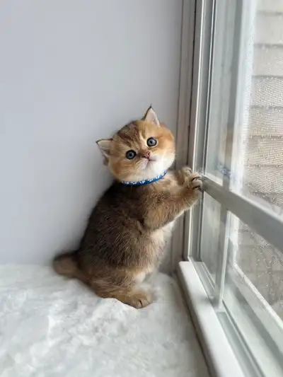 Registered Cattery — Rehoming British Shorthair Kittens, View more