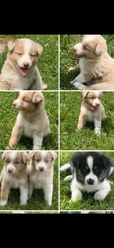 Australian Shepherd x Husky Puppies, View more