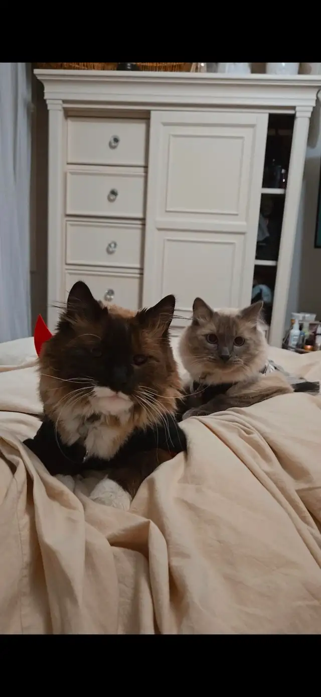 2 Male Ragdoll, Simese cats