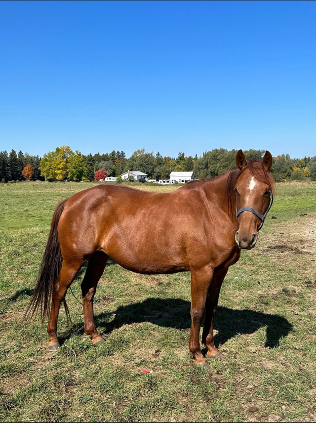 Quarter Horse Mare  in Horses & Ponies for Rehoming in Oakville / Halton Region - Image 3