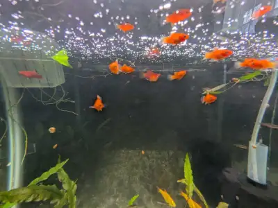 Red Coral platy fish , View more