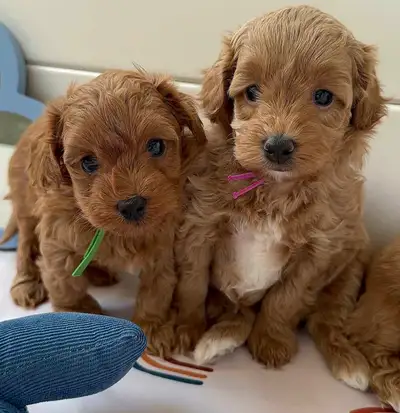 Gorgeous Toy Maltipoo Puppies, View more