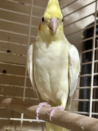 A pair of cockatiels,