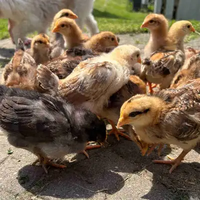 $4 each about 2 week old now off heat and looking for a new coop Mixed breeds of coloured layers Wil...