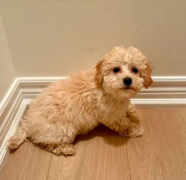 Very Sweet Lovable Cockapoo puppies in Dogs & Puppies for Rehoming in City of Toronto - Image 8