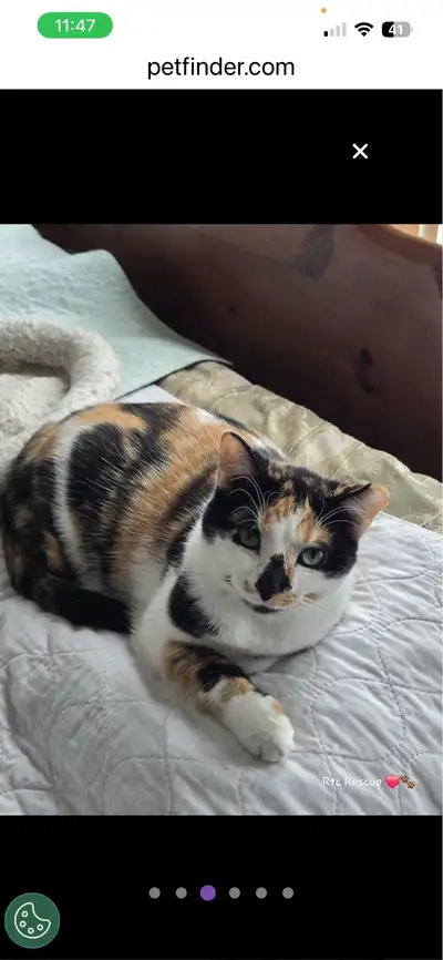 Swan—female cat for adoption!, View more