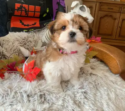 SHORKIE PUPS (SHIH TZU/YORKIE) GEORGETOWN, ONT, View more