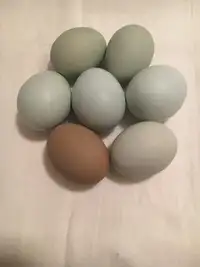 Easter egger hatching eggs 