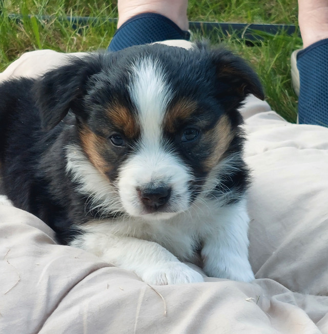 Mini Australian Shepherds Dogs & Puppies for Rehoming 100 Mile