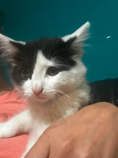 Kittens with vaccines, View more