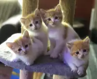 Gorgeous Ragdoll Cross Kittens