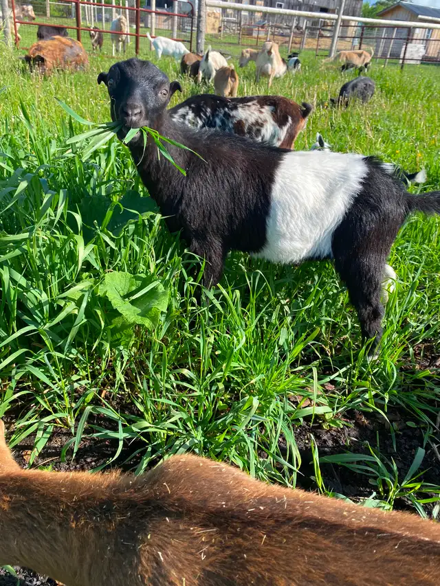 Mini Lamancha in Livestock in Cornwall - Image 4