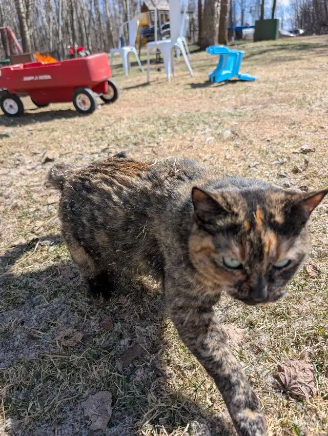 Barn Cats for Rehoming  in Cats & Kittens for Rehoming in Edmonton - Image 5