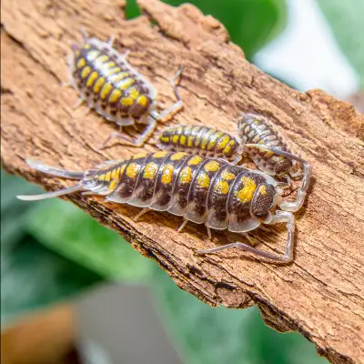 cloportes - isopod, View more
