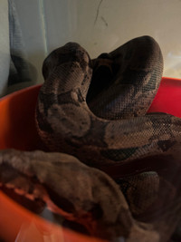 Male boa trade for snake/dragon