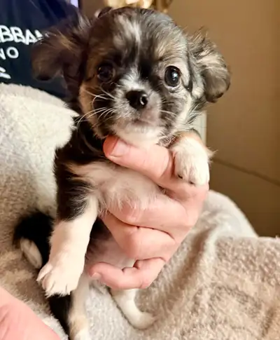 Purebred Chihuahua Puppies, View more