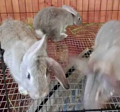 New Zealand Bunnies, View more