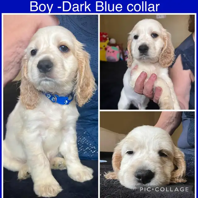 ADOPTÉS - English Cocker Spaniel Puppies Purebred in Dogs & Puppies for Rehoming in City of Montréal - Image 3