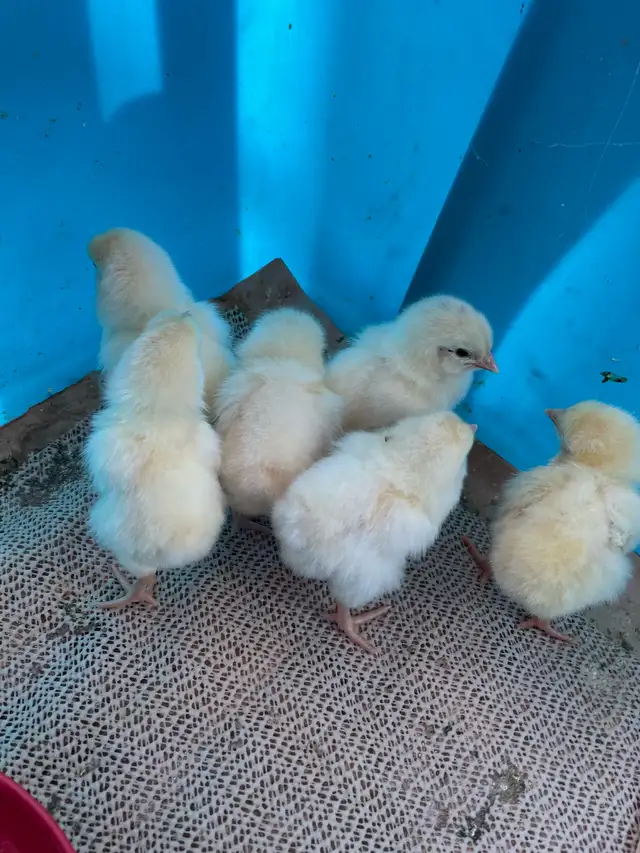 chicks chickens in Livestock in 100 Mile House - Image 3