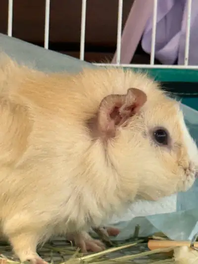 Female 8 month  Guinea pig with cage, View more