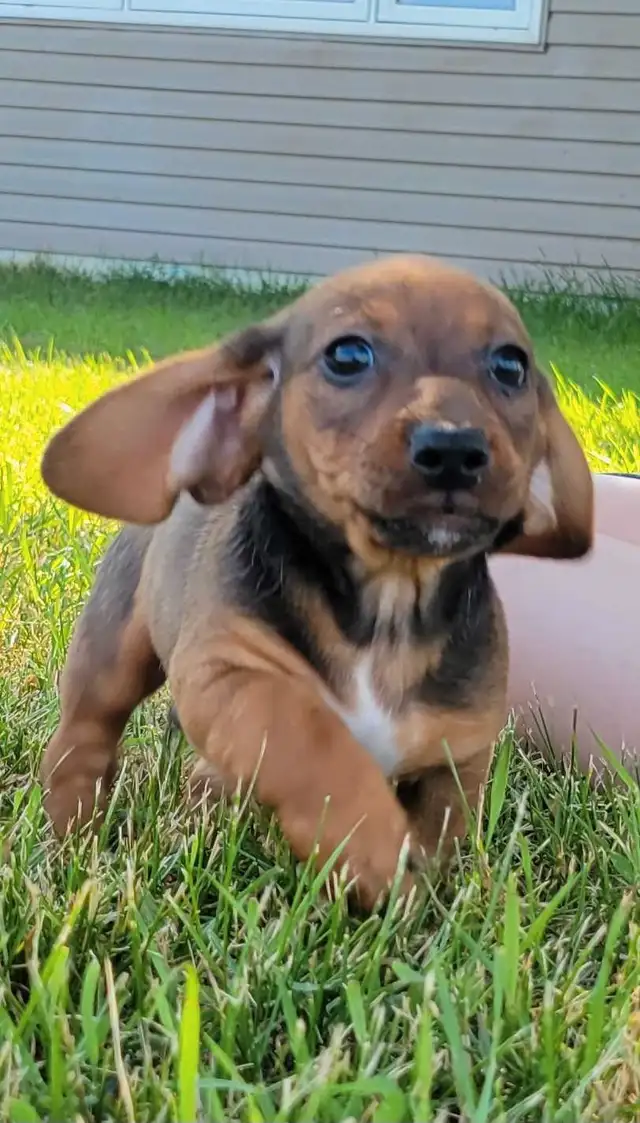 Purebread Miniature Dachshund Puppies Ready for Forever Homes! in Dogs & Puppies for Rehoming in Winnipeg - Image 7