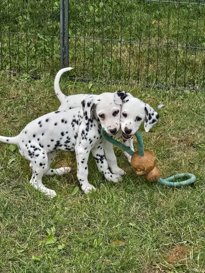 Dalmatian puppies, View more