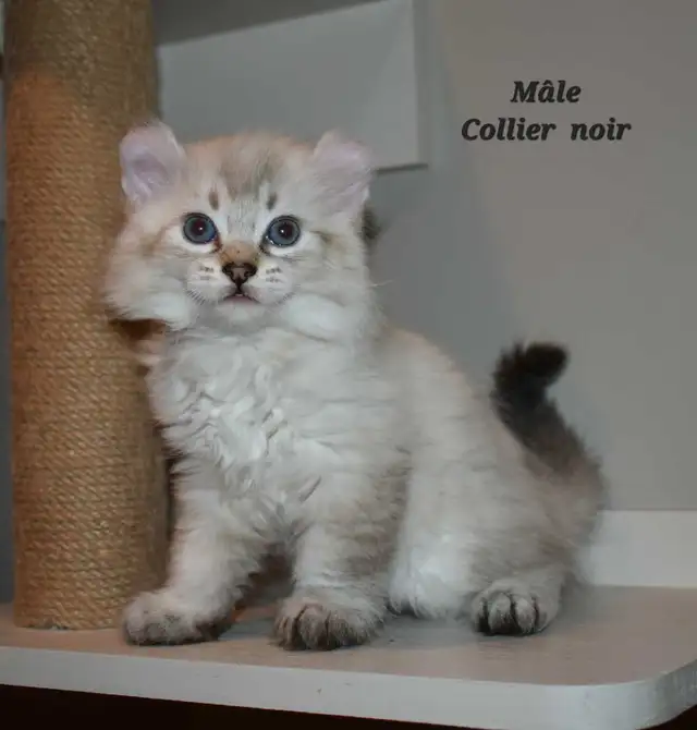 Highland lynx chatons in Cats & Kittens for Rehoming in Lanaudière - Image 5