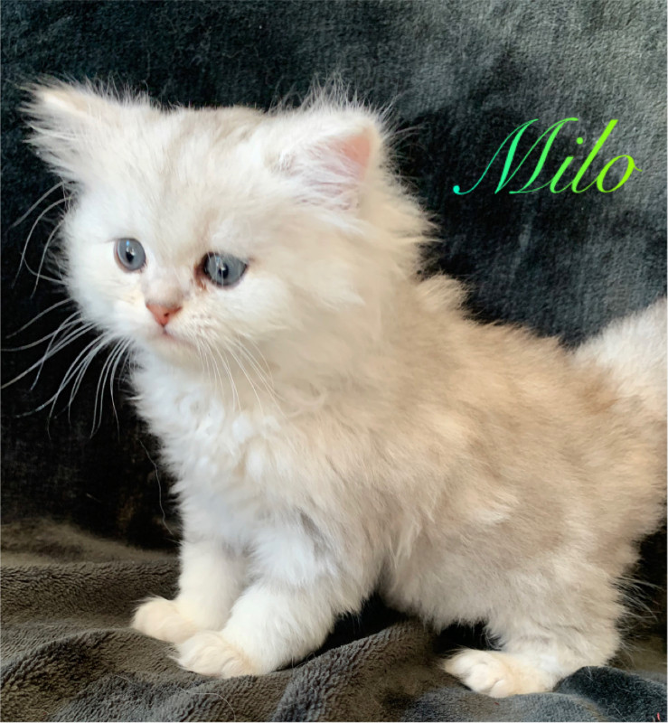 Minuet kittens Cats & Kittens for Rehoming Winnipeg Kijiji