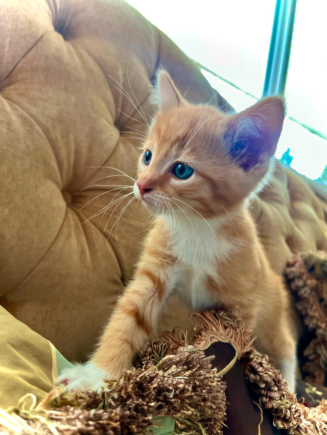 BUNDLE OF CUTENESS in Cats & Kittens for Rehoming in Edmonton - Image 3