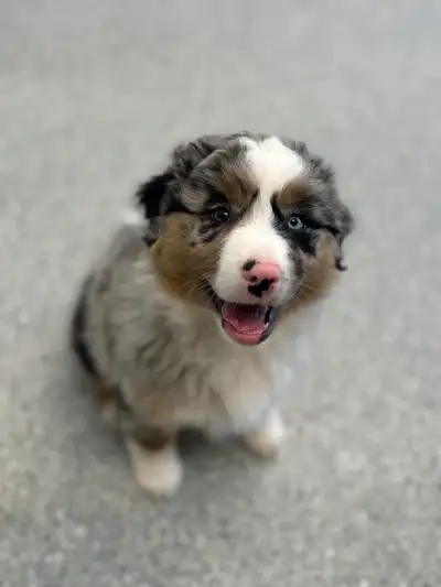 Berger Australien Miniature, View more