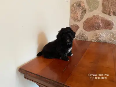 Shih-Poo Puppies! Shih-Tzu x Toy Poodle! FEMALE, View more