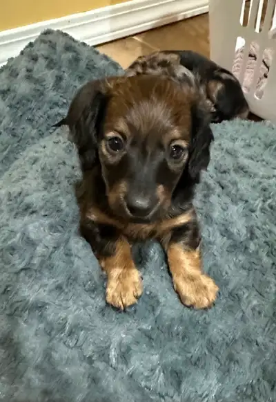 Purebred long-haired miniature Dachshund puppies!, View more