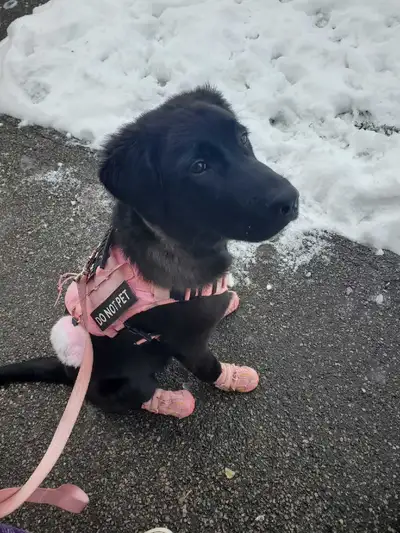 Rehoming Tequila, View more