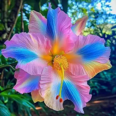 rainbow hibiscus prom, View more